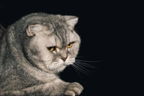 Grey cat sits quietly on  table under dim light in  dark room during evening. Stock Photos