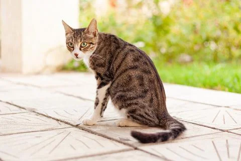 Grey cat sits on a tile Stock Photos