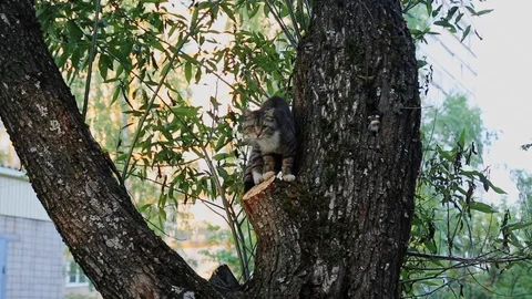 Grey cat sits on a tree Stock Footage 92544511