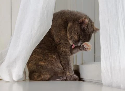 Grey cat sits on white background, licking dirty paw while hiding behind Stock Photos