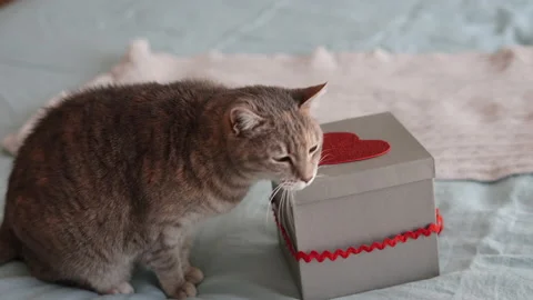Grey cat sitting on bed with gift for valentine.Surprise gifts for celebration Stock Footage 170029447