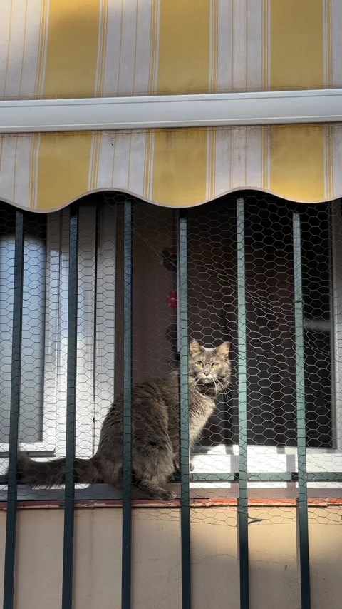 Grey cat sitting behind bars on the window in sunny day. Vertical video Stock Footage 240922072