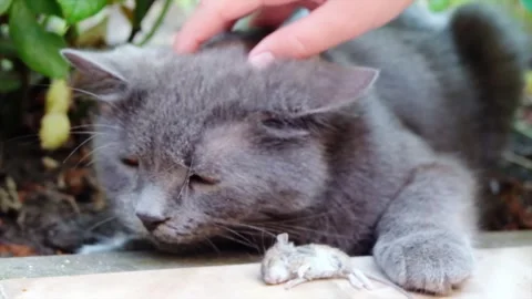 A grey cat sitting beside a small dead mouse while getting pet by a human h.. Stock Footage 339646476