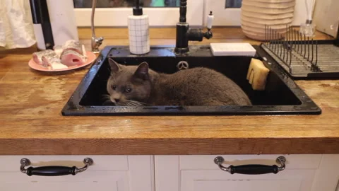 Grey cat sitting in the black kitchen sink Stock Footage 274433528