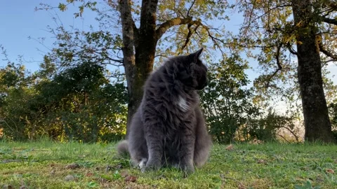 Grey Cat Sitting On The Grass - 4K Stock Footage 143313794