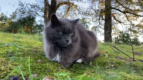 Grey Cat Sitting On The Grass On A Windy Day - 4K Stock Footage 143562232