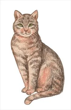 The grey cat is sitting. Illustration. Vector on an isolated background. Stock Illustration