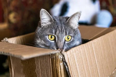 Grey cat sitting inside of cardboard box Stock Photos