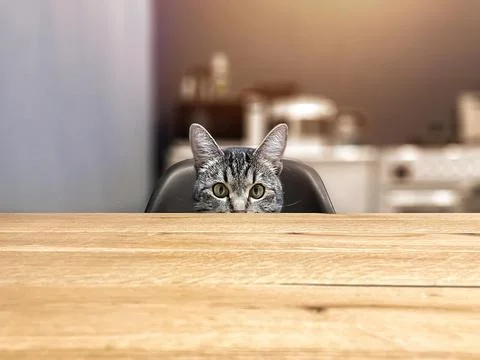 A grey cat is sitting at the kitchen table, waiting for food. A menacing look. Stock Photos