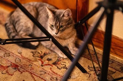 Grey cat sitting on a patterned rug near a wooden wall and metal frames. Foto stock