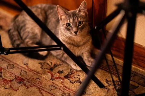 Grey cat sitting on a patterned rug looking at the camera with tripod legs in 스톡 사진