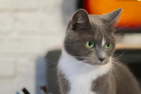 Grey cat sitting on the sofa close up Stock Photos