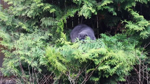 Grey cat sitting in a tree  Stock Footage 274176920