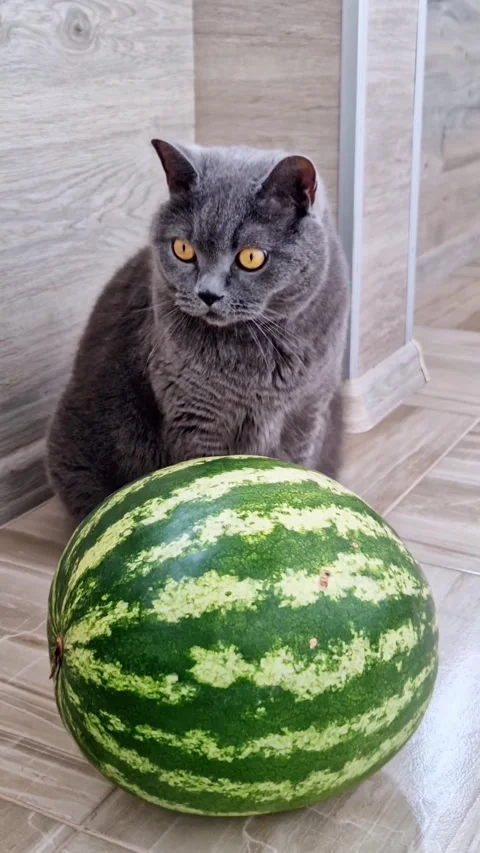 Grey Cat Sitting Watermelon Tiled Floor Stock Footage 319041082