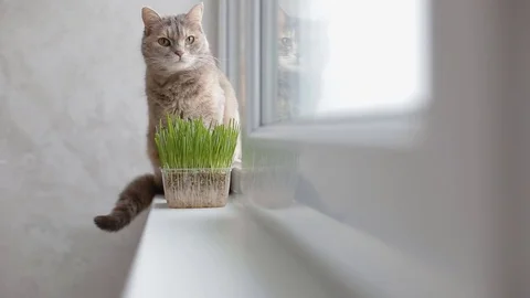 Grey cat sitting on the window sill Stock Footage 75494972