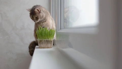 Grey cat sitting on the window sill Stock Footage 77229483