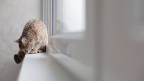Grey cat sitting on the window sill Stock Footage 77230239