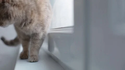 Grey cat sitting on the window sill Stock Footage 77230325