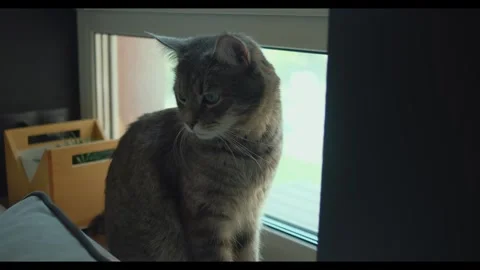 Grey cat sitting on the windowsill and looking around. Cute little pet looking Stock Footage 256792295