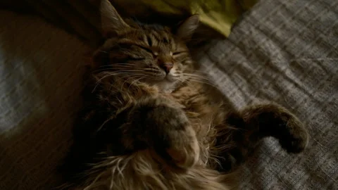 Grey cat, sleeping in bad adorable domestic pet, home Video stock 284808230