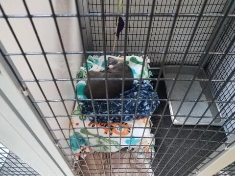 Grey cat sleeping on bed in cage with blanket Stock Photos