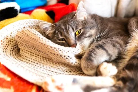 Grey cat is sleeping on the bed Stock Photos