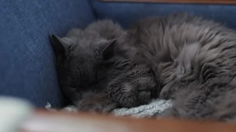 Grey cat sleeping in the couch, cute, 4k Stockbeeldmateriaal 248542237