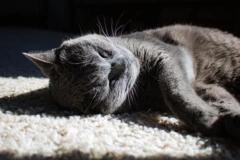 Grey Cat Sleeping Stock Photos