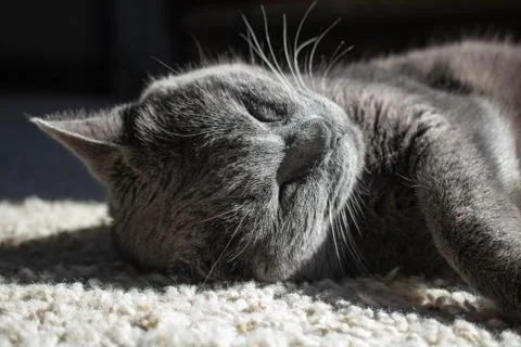 Grey Cat Sleeping Stock Photos