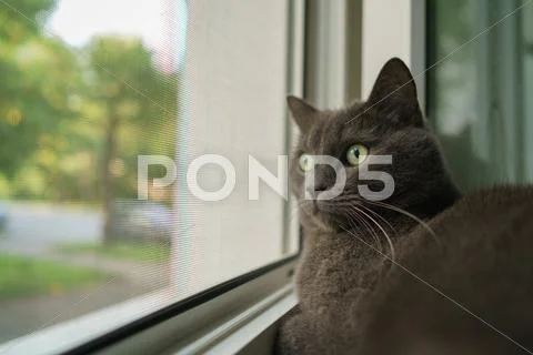 Grey cat sleeping on the window Stock Photos