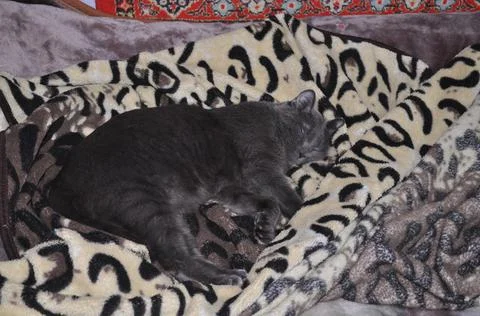 Grey cat sleeps on the bed in flat Foto stock