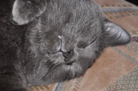 Grey cat sleeps on the bed in flat Stock Photos