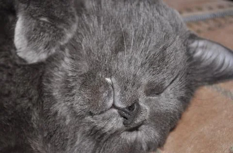 Grey cat sleeps on the bed in flat Foto stock