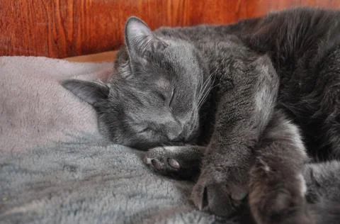 Grey cat sleeps on the bed in flat Stock Photos