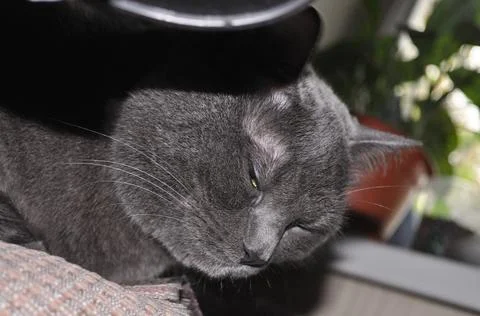 Grey cat sleeps on the bed Foto stock