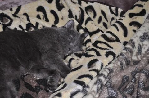 Grey cat sleeps on the bed Stock Photos