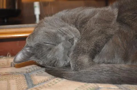 Grey cat sleeps on the bed Stock Photos