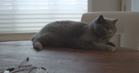 Grey Cat Sleepy Table Stock Footage 126670688