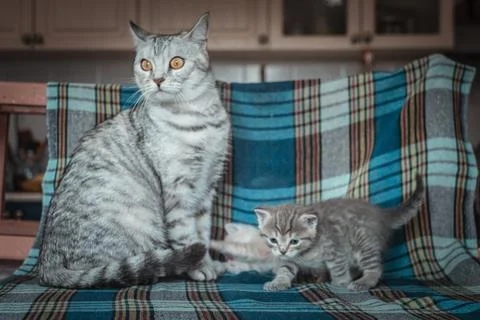 Grey cat with small kittens Foto stock
