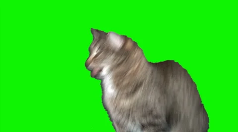 Grey cat smells (with mimics) Stock Footage 43856666