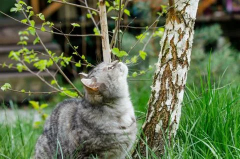 Grey cat is sniffing a small leaf Stock Photos
