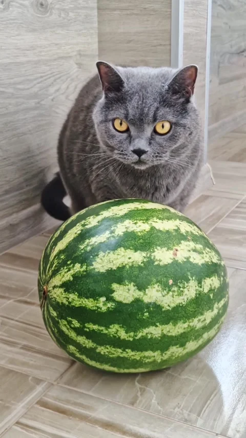 Grey Cat Sniffing Watermelon Looking Up Camera Video stock 319041435