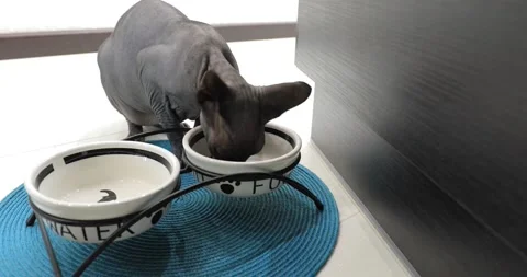 Grey cat sphinx eats 스톡 동영상 144798536