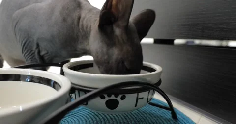 Grey cat sphinx eats Video stock 145045971