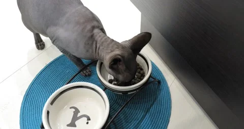 Grey cat sphinx eats Video stock 145046011