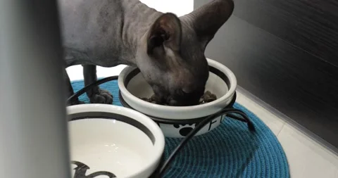 Grey cat sphinx eats Video stock 145113030