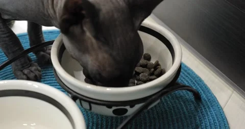 Grey cat sphinx eats Video stock 145113052