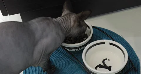 Grey cat sphinx eats Video stock 145113116
