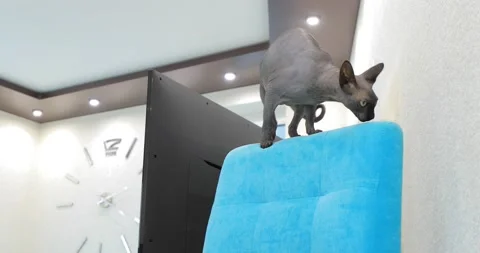 Grey cat sphinx in the room Video stock 144715750