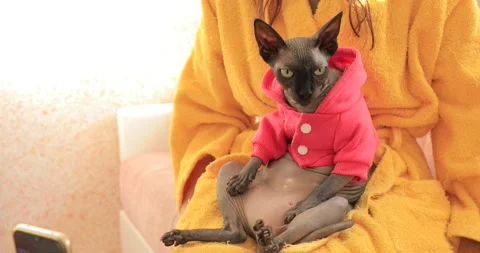 Grey cat sphinx in the room Stock Footage 145512891